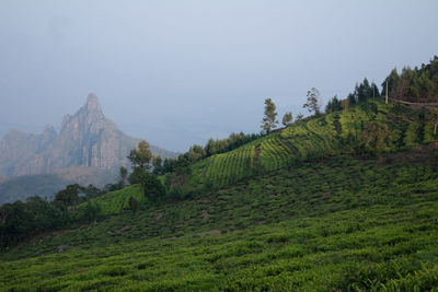 View of rangaswamy peek and kodanadu tea estate in the evening. clouds passing or top of the peek
