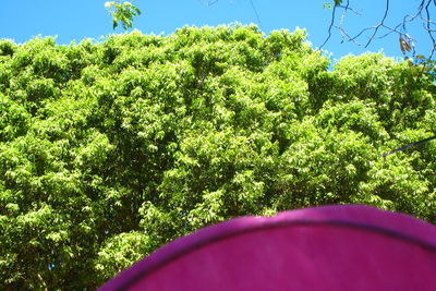 Close-up of plants