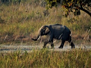 Side view of elephant walking on grassland