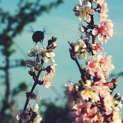 Low angle view of cherry blossom tree
