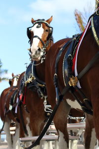 Close-up of horses