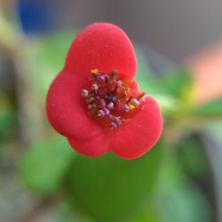 Close-up of red flowers