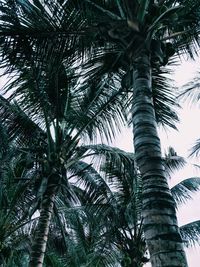 Low angle view of palm trees against sky