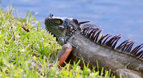 Close-up of lizard on field