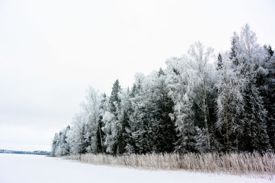 Trees on snow field against clear sky