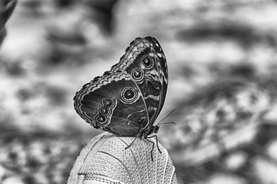 Close-up rear view of woman wearing hat