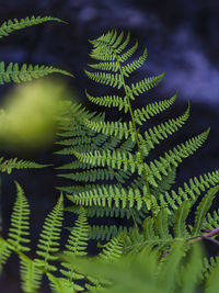 View of green fern leaves