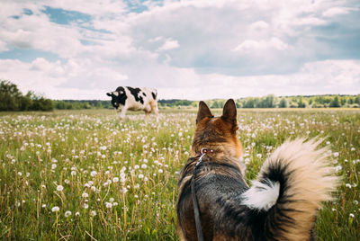 Dog running on grassy field