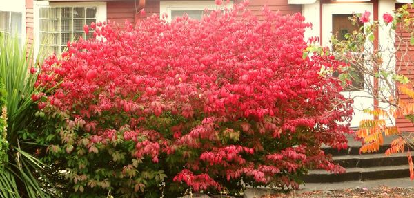 Flowers blooming outdoors