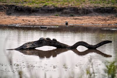 Turtles on wood over lake at kruger national park