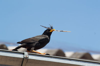 Low angle view of bird perching on roof against sky