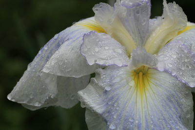 Close-up of raindrops on purple flower