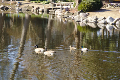 Swans swimming in lake