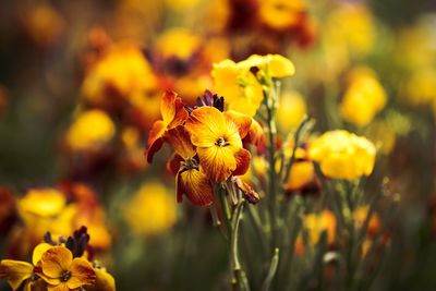 Close-up of yellow flower