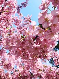 Close-up of pink cherry blossoms in spring