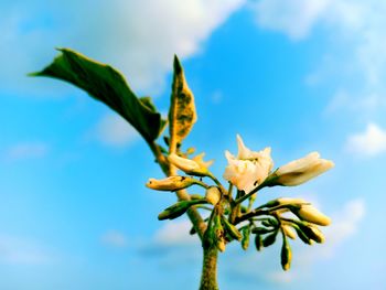 Low angle view of flowering plant against sky