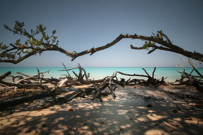 Dead tree on beach against clear sky