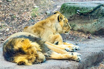 View of cats resting