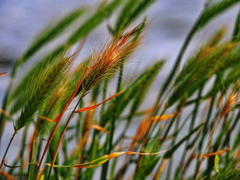 Close-up of crops growing on field against sky