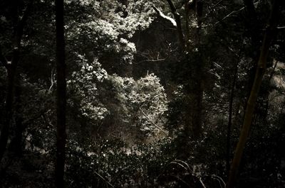 Low angle view of trees in forest
