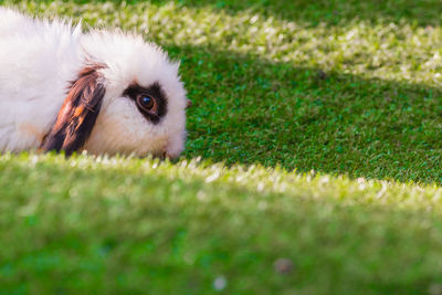 Side view of white bunny resting on grass