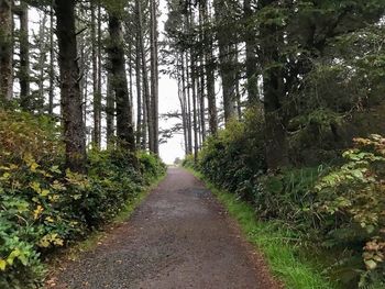 Road amidst trees in forest