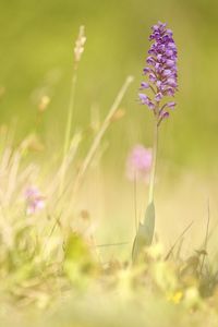 Close-up of purple flowering plant on field