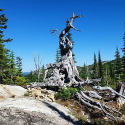 Low angle view of trees against clear blue sky