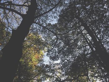 Low angle view of trees against sky