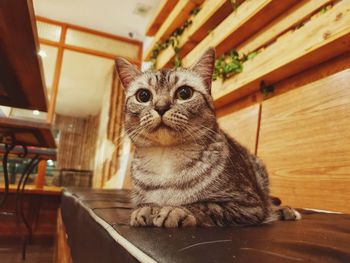 Portrait of a cat looking away