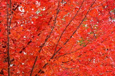 Low angle view of autumnal tree