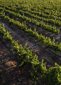 High angle view of vineyard