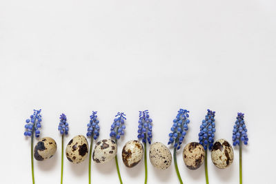 Directly above shot of food on white background