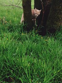 Trees on grassy field