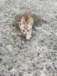 High angle view of cat on kitten