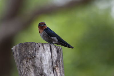 Close-up of swallow bird perching on wooden post