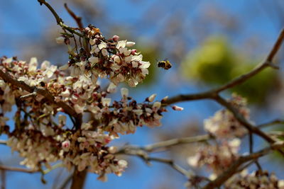 Low angle view of flowers blooming on tree