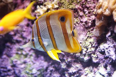 Close-up of fish in aquarium