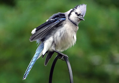 Fluffy bird on the perch