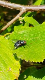 Close-up of insect on leaf