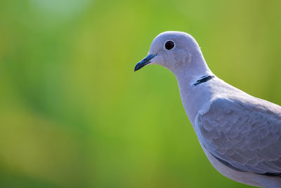 Close-up of seagull looking away