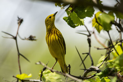 A male yellow warbler foraging for food. setophaga petechia