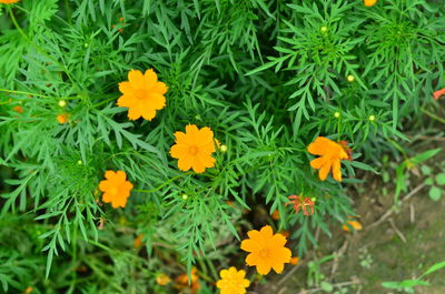 High angle view of marigold flowers on field