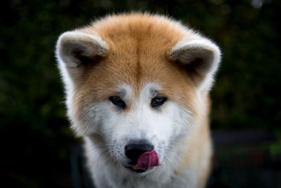 Close-up portrait of dog