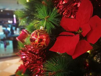 Close-up of christmas tree