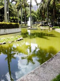 Reflection of trees in lake