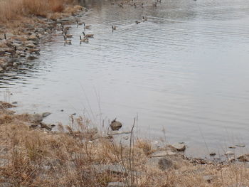 Flock of birds on sand