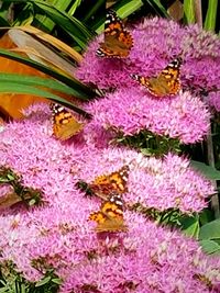 Close-up of purple flowers