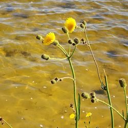 Close-up of yellow flowers in lake