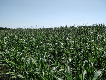 Crops growing on field against sky